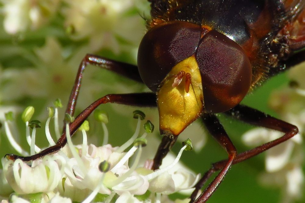 Die Hornissen-Schwebfliege ist ein Er....