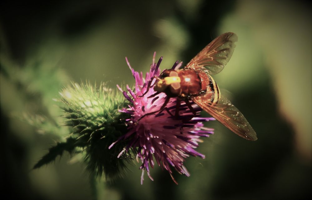 Die Hornissenschwebfliege 