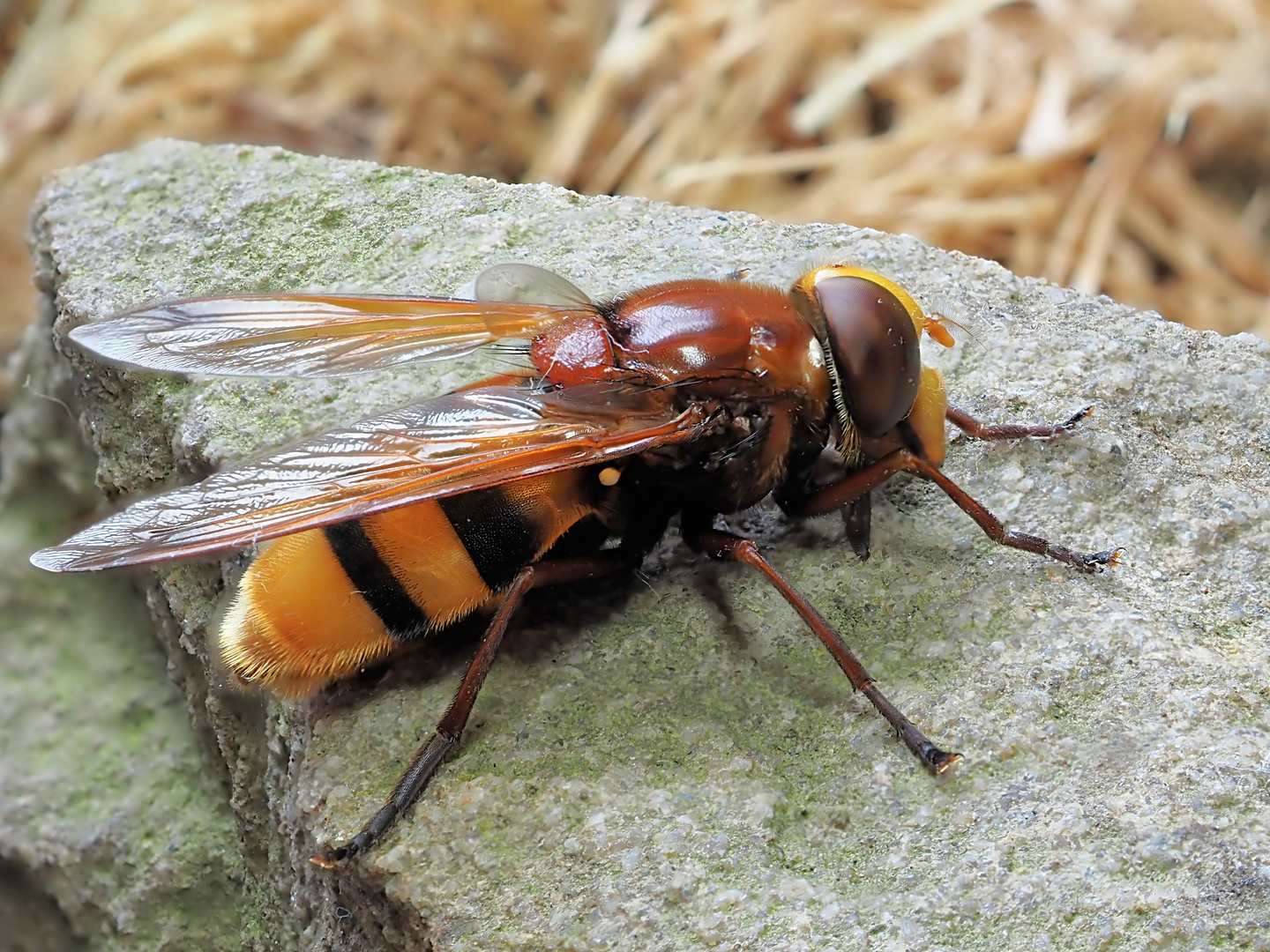 Die Hornissenschwebfliege, die größte Schwebfliege Mitteleuropas