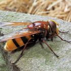 Die Hornissenschwebfliege, die größte Schwebfliege Mitteleuropas