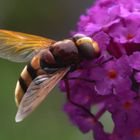 Die Hornissenschwebfliege nascht ....