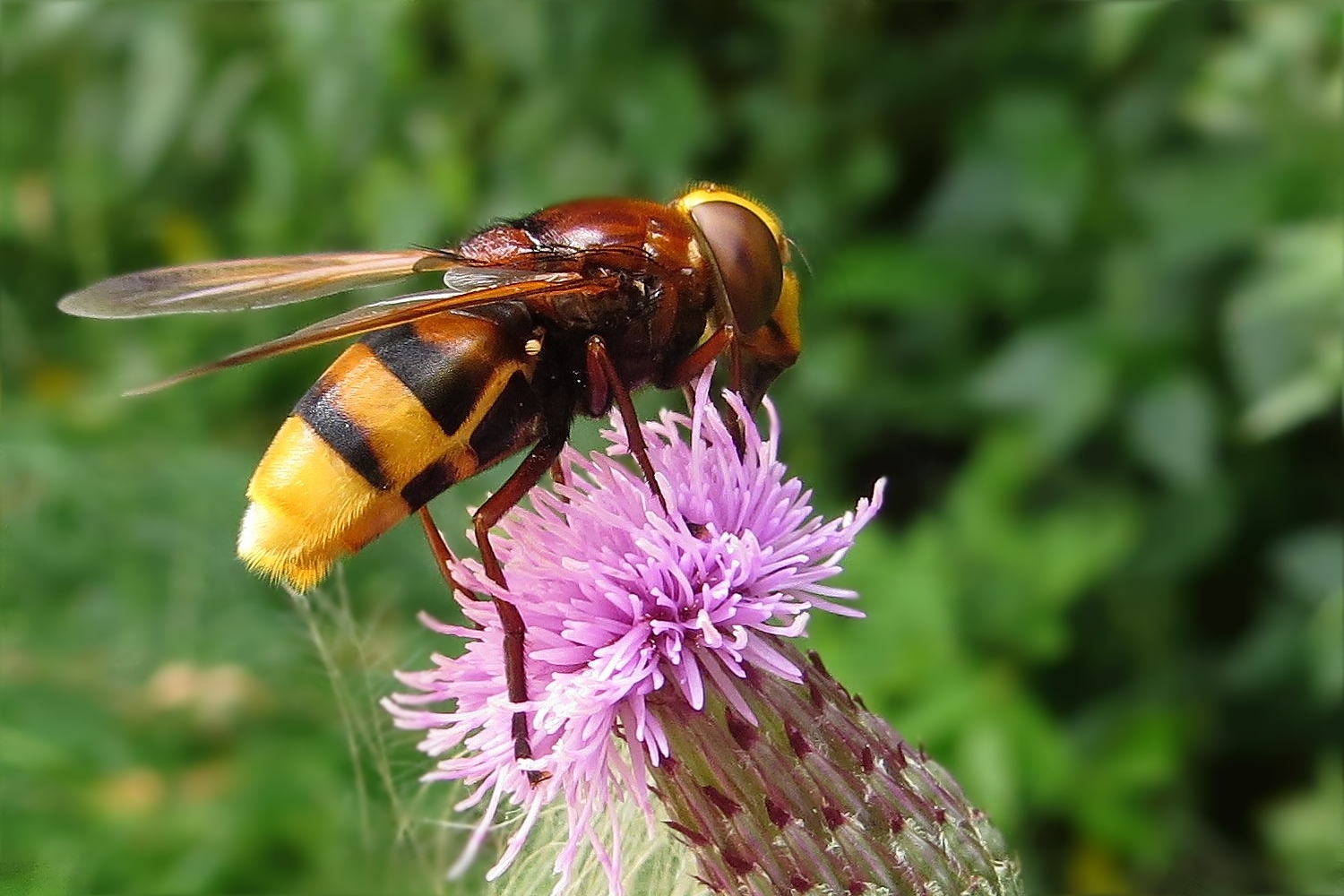 Die Hornissenschwebfliege schaukelte 