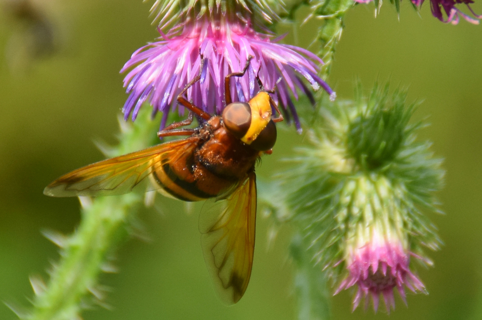 Die Hornissenschwebfliege (Volucella zonaria)