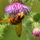 Die Hornissenschwebfliege (Volucella zonaria)