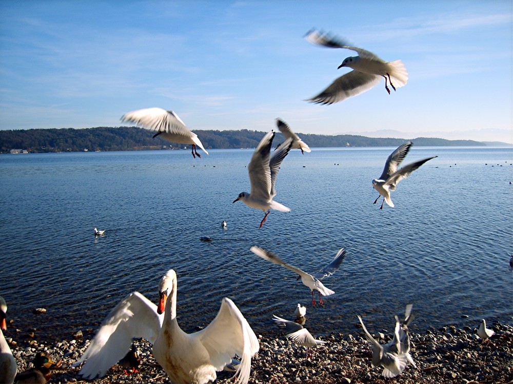 Die Horrorvögel vom Starnberger See
