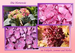 DIE HORTENSIE ...