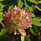 Die Hortensie in Herbstfarben