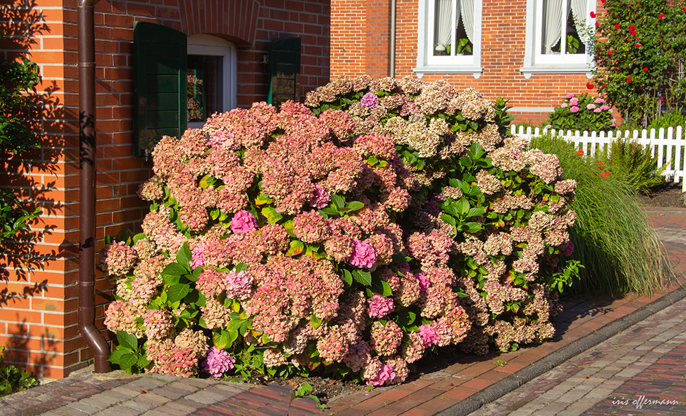 Die Hortensie nimmt den ganzen Bürgersteig ein.