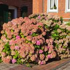 Die Hortensie nimmt den ganzen Bürgersteig ein.