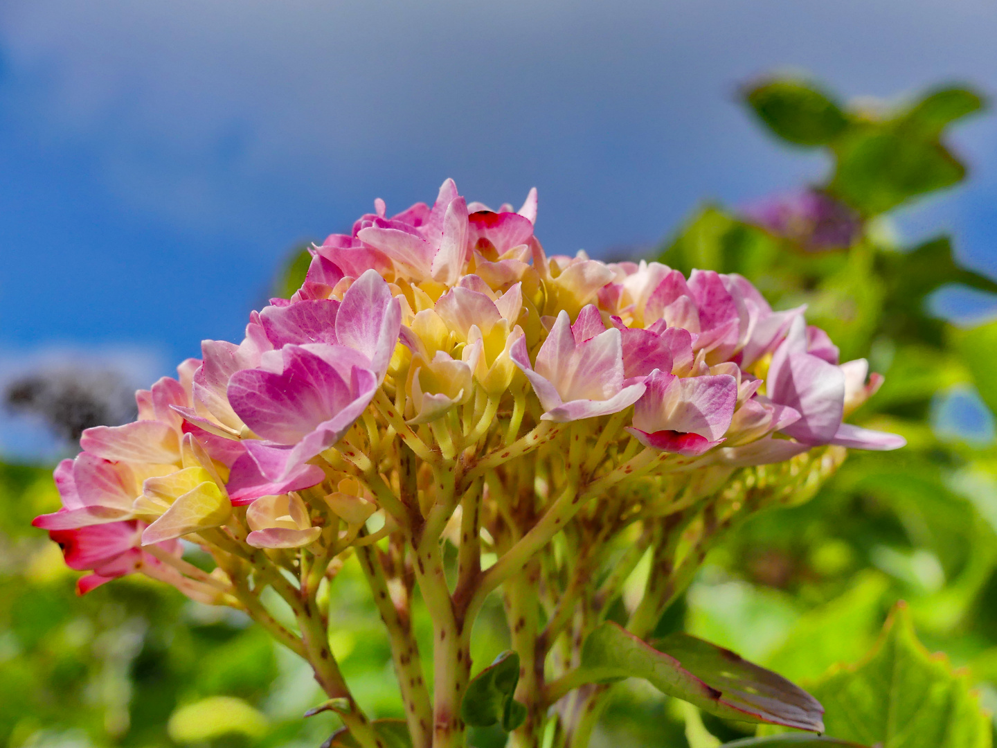 Die Hortensien-Blüte beginnt