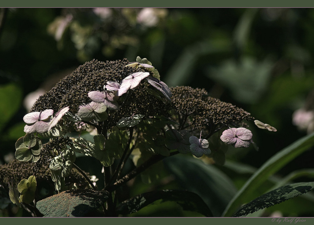 Die Hortensien (Hydrangea)