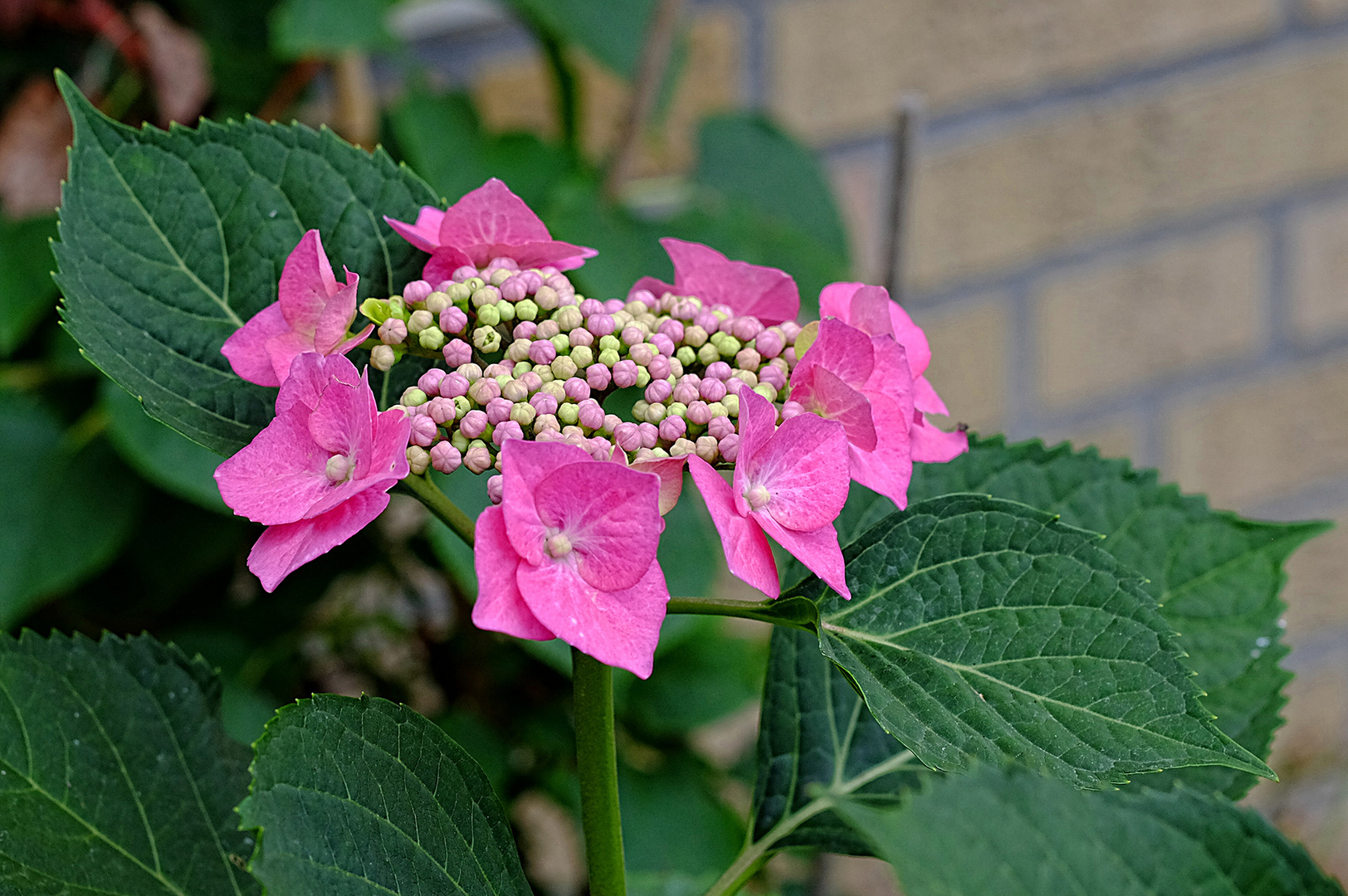 Die Hortensienblüten machen Fortschritte