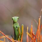 Die hübsche aus der Heide.... Gottesanbeterin, Mantis religiosa, Insekt des Jahres 2017.