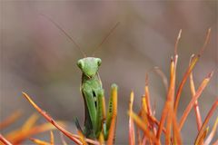 Die hübsche aus der Heide.... Gottesanbeterin, Mantis religiosa, Insekt des Jahres 2017.