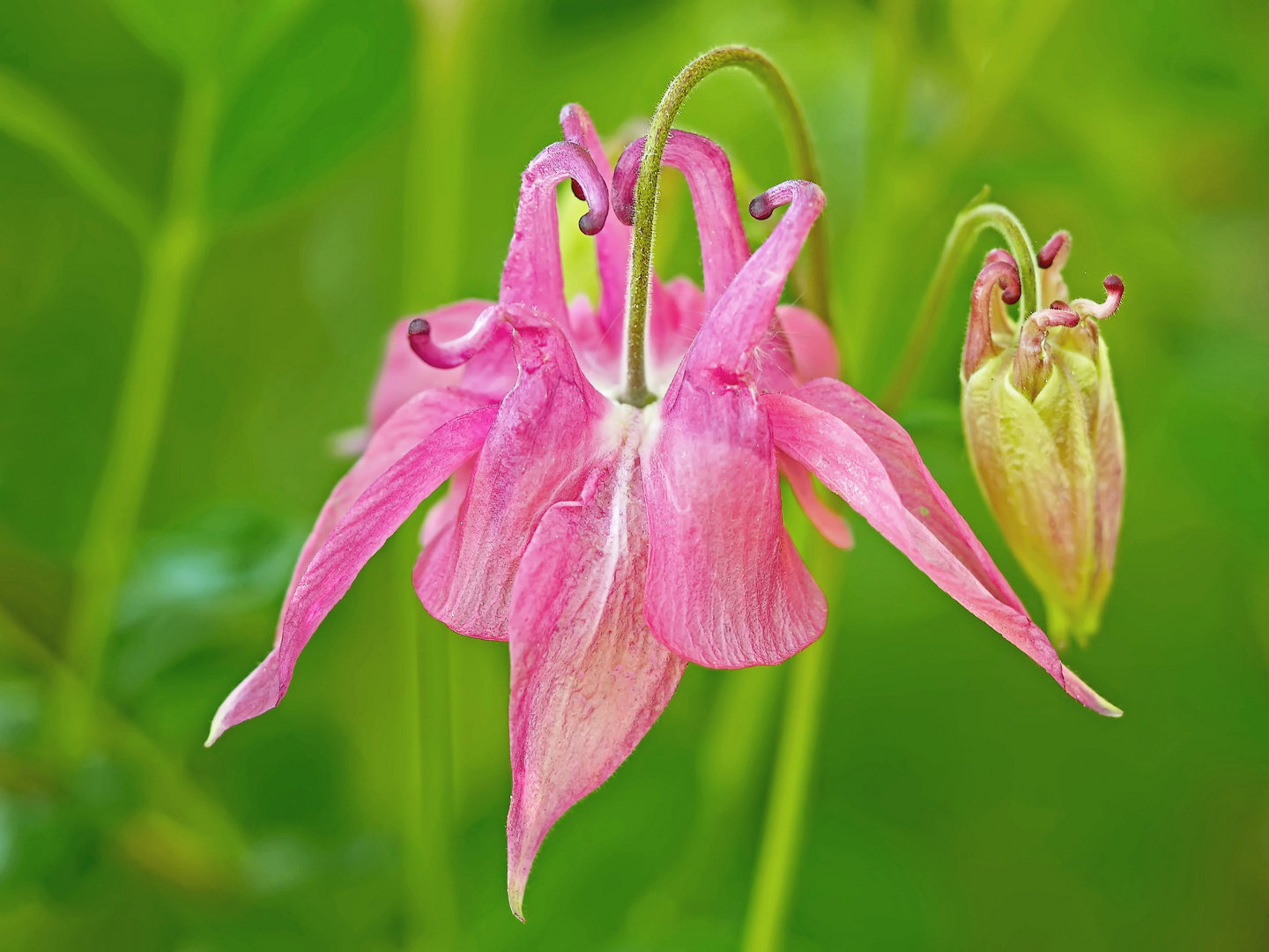 Die hübsche Berg-Akelei (Aquilegia vulgaris) 