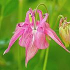 Die hübsche Berg-Akelei (Aquilegia vulgaris) 