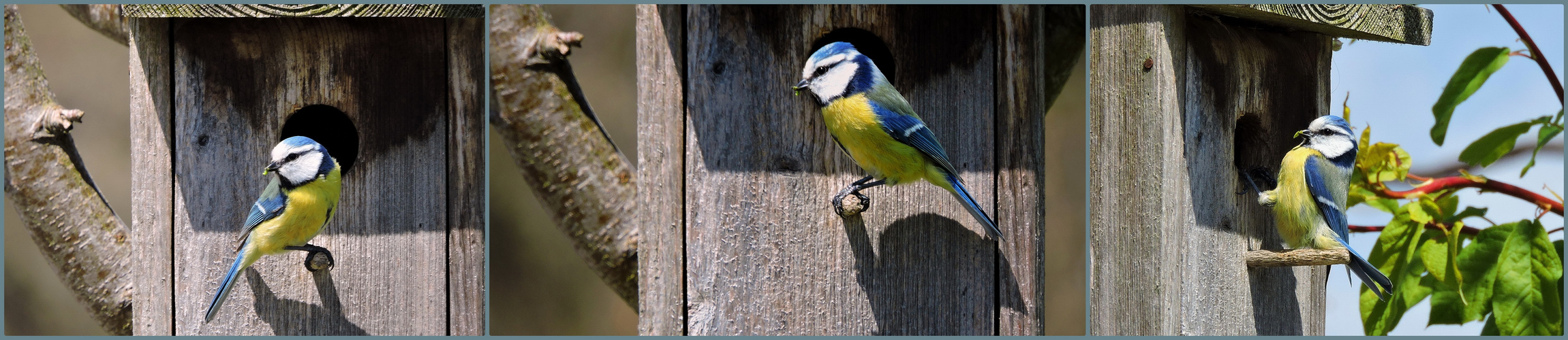  Die hübsche Blaumeise....