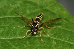 Die hübsche Braunwurz-Blattwespe (Tenthredo scrophulariae) ...