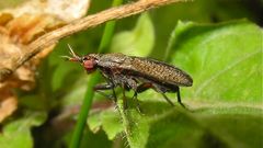 Die hübsche Hornfliege Coremacera marginata* . . .