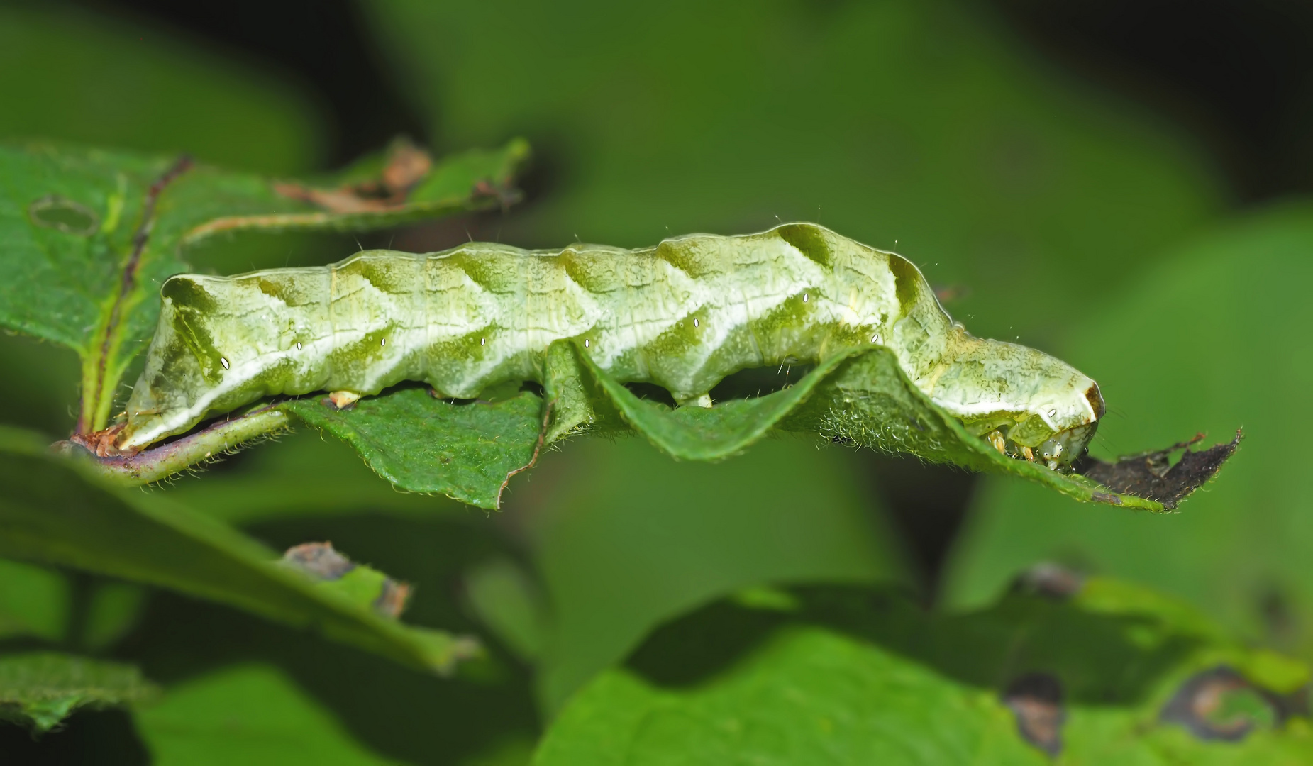 Die hübsche Raupe der Flohkrauteule (Melanchra persicariae)