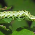 Die hübsche Raupe der Flohkrauteule (Melanchra persicariae)