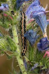 Die hübsche Raupe des Kleinschmetterlings ETHMIA BIPUNCTELLA, ...