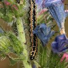 Die hübsche Raupe des Kleinschmetterlings ETHMIA BIPUNCTELLA, ...