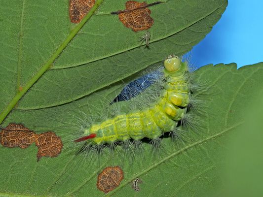 Die hübsche Raupe vom Buchen-Streckfuss (Calliteara pudibunda) ...