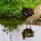 Die hübsche Teichralle ist an vielen Stellen im Zoo anzutreffen!