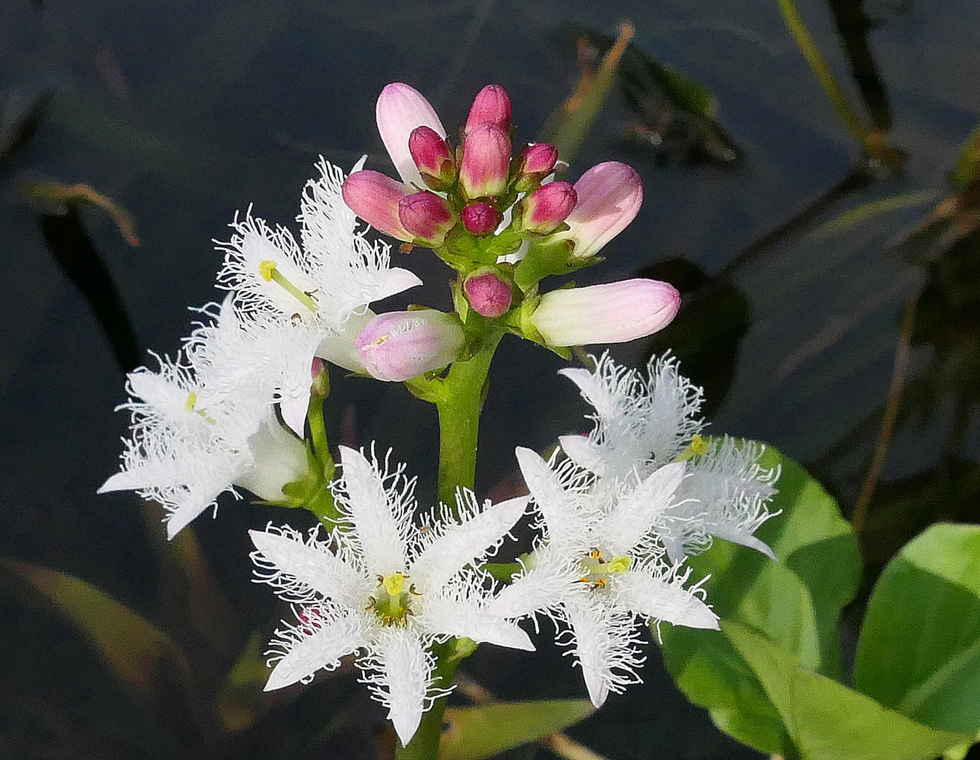 Die hübschen Blüten . . .