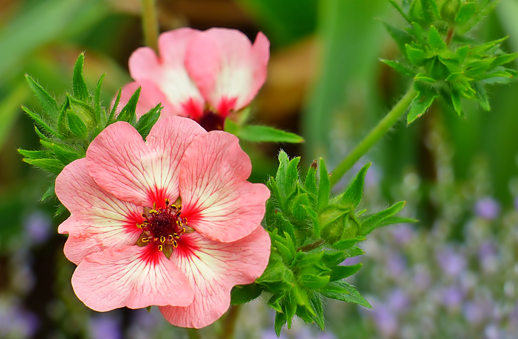 Die hübschen Blüten . . .