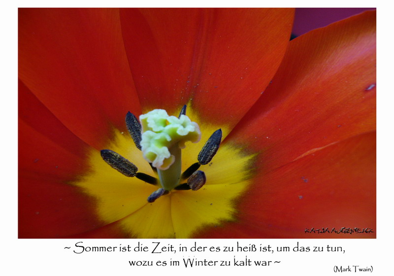 ...die hübscheste Tulpe der Welt...