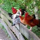Die Hühner auf der Stange... ;)
