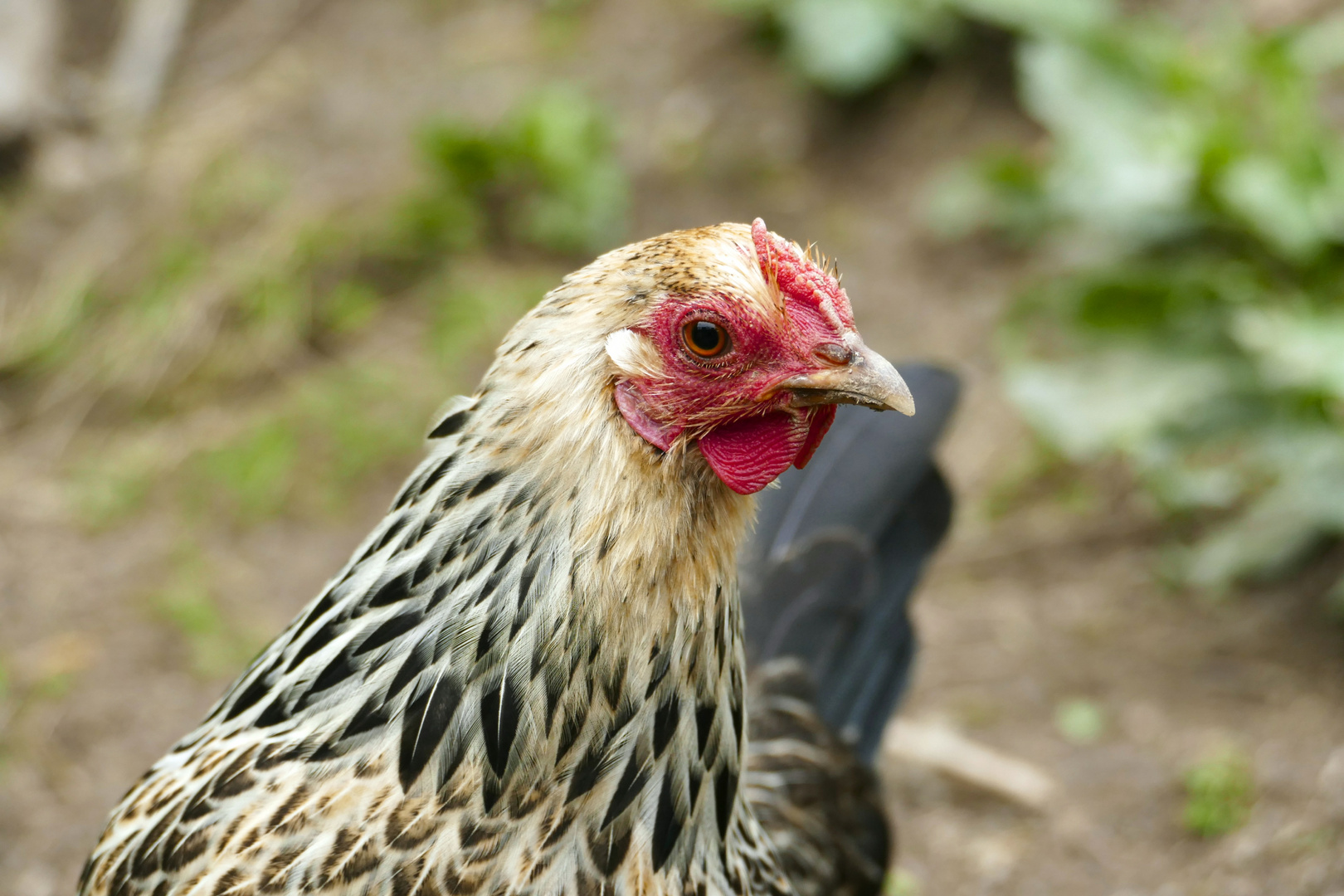 Die Hühnerrasse "Bayerischer Landzwerg", BZLH, Bayerisches Zwerg-Landhuhn, bzw.  "Bauernzwergerl"