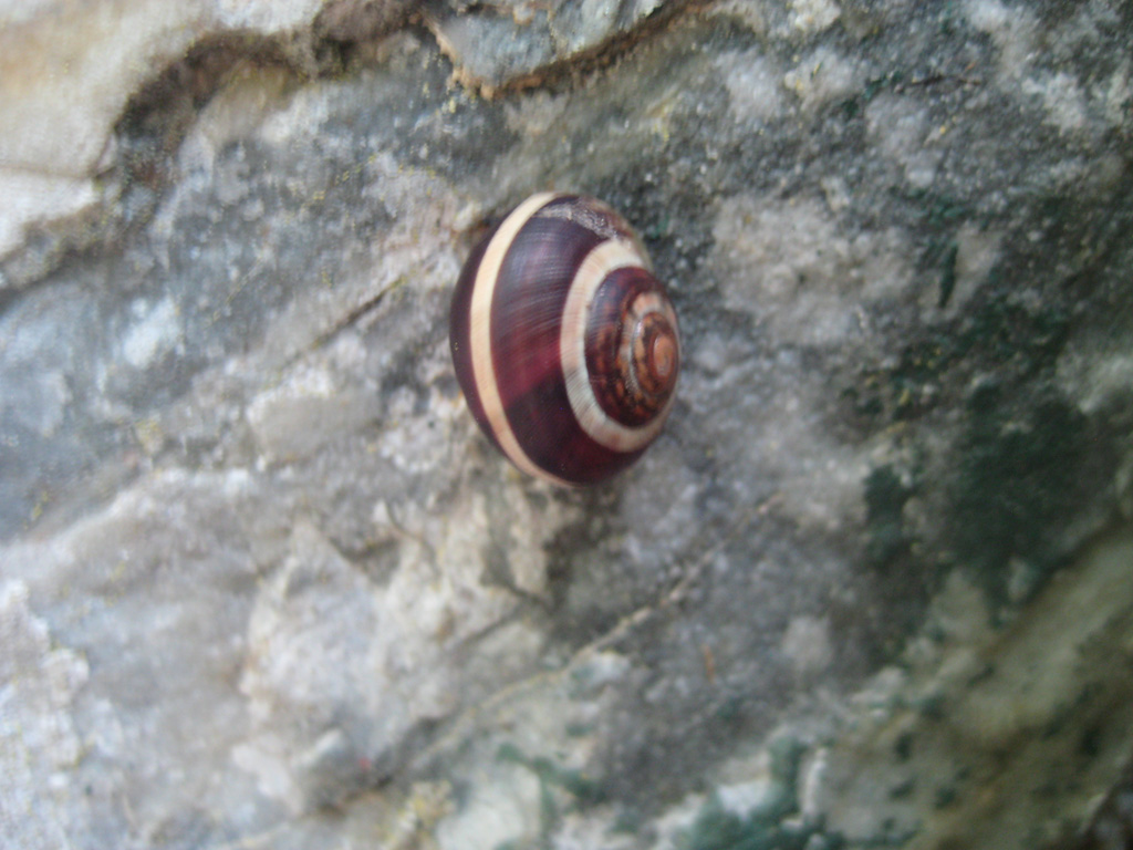 Die hüsche Schnecke 