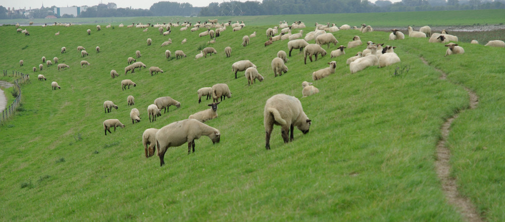 DIE HÜTER DES DEICHES