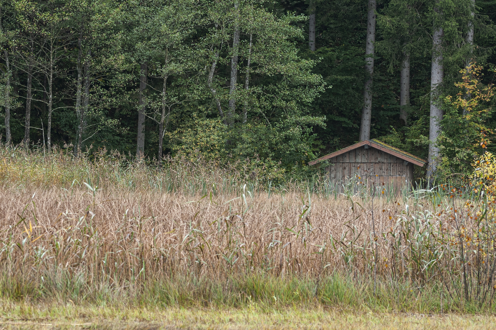 Die Hütte am Schwansee