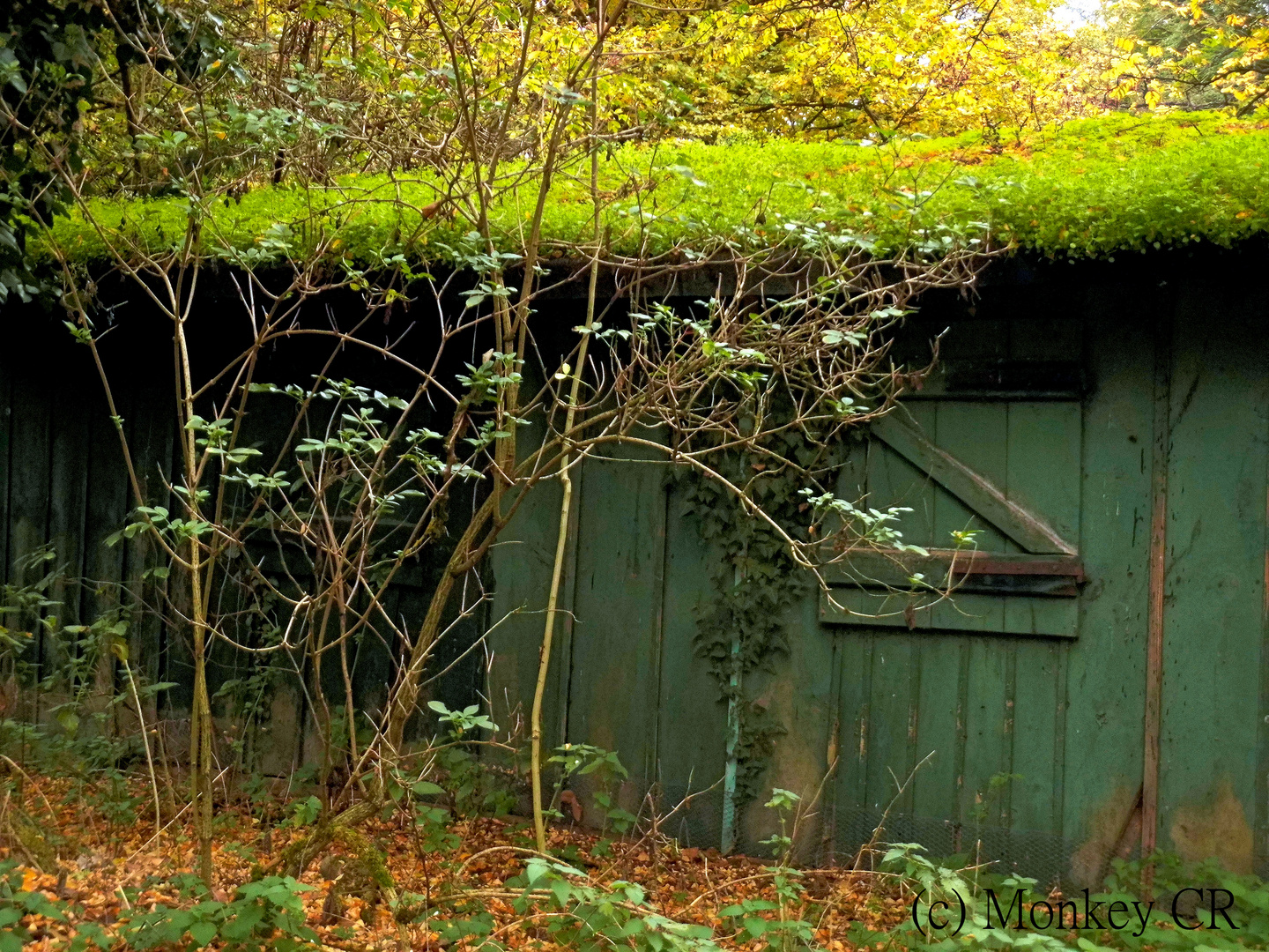 Die Hütte im Grünen