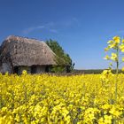 Die Hütte im Raps