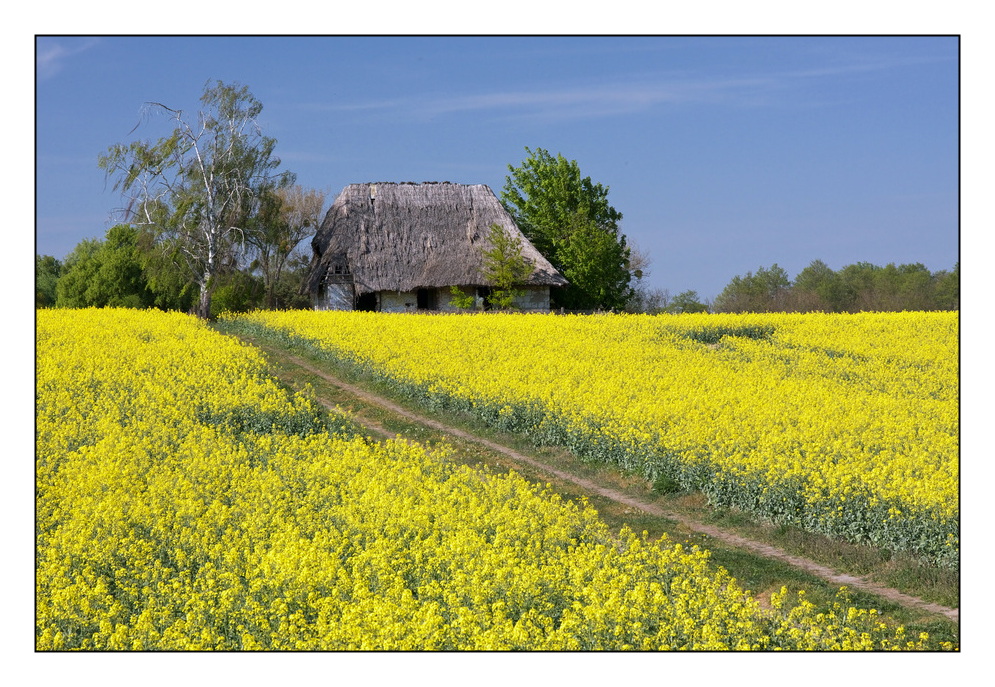 Die Hütte im Raps II