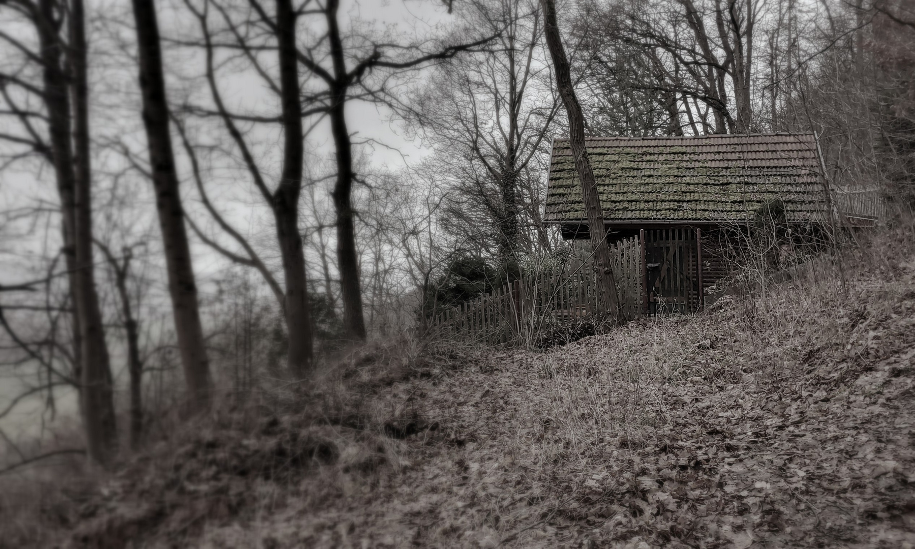 Die Hütte im Wald