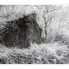 die Hütte im Wald