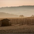 Die Hütte im Wingert