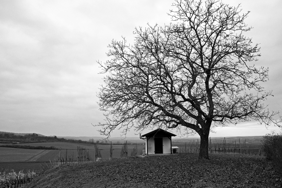 Die Hütte und der Baumwächter