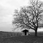 Die Hütte und der Baumwächter