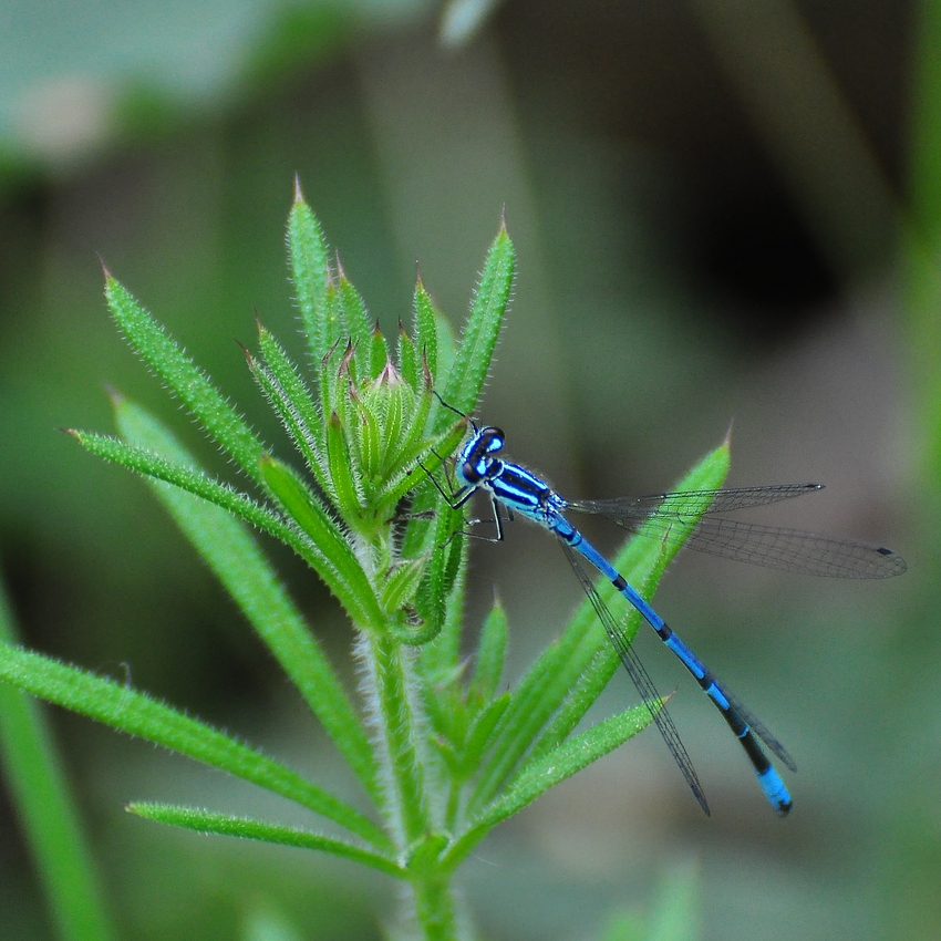 Die Hufeisen-Azurjungfer (Coenagrion puella).....