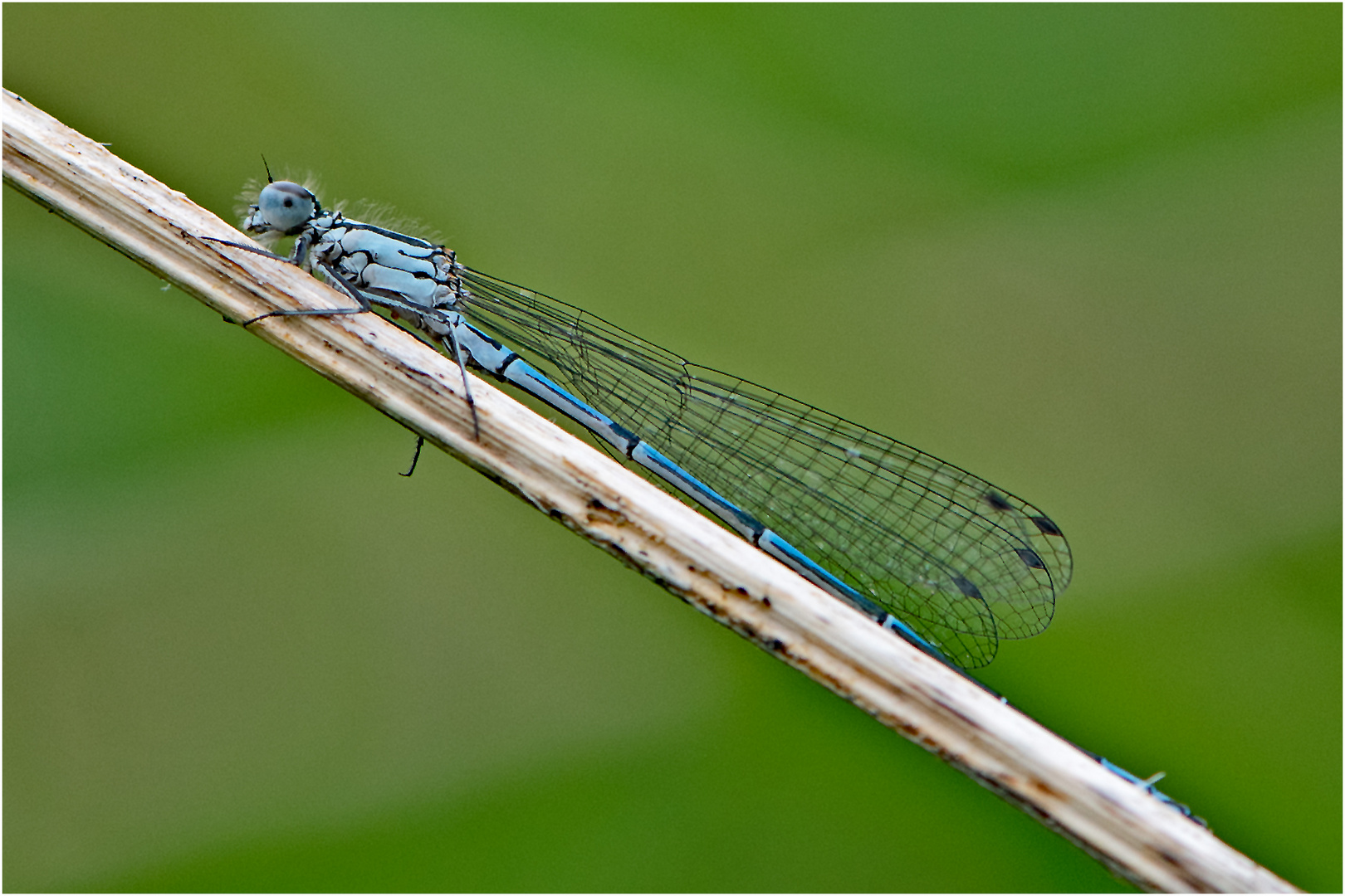 Die Hufeisen-Azurjungfer (Coenagrion puella) . . .