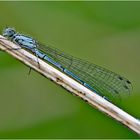 Die Hufeisen-Azurjungfer (Coenagrion puella) . . .