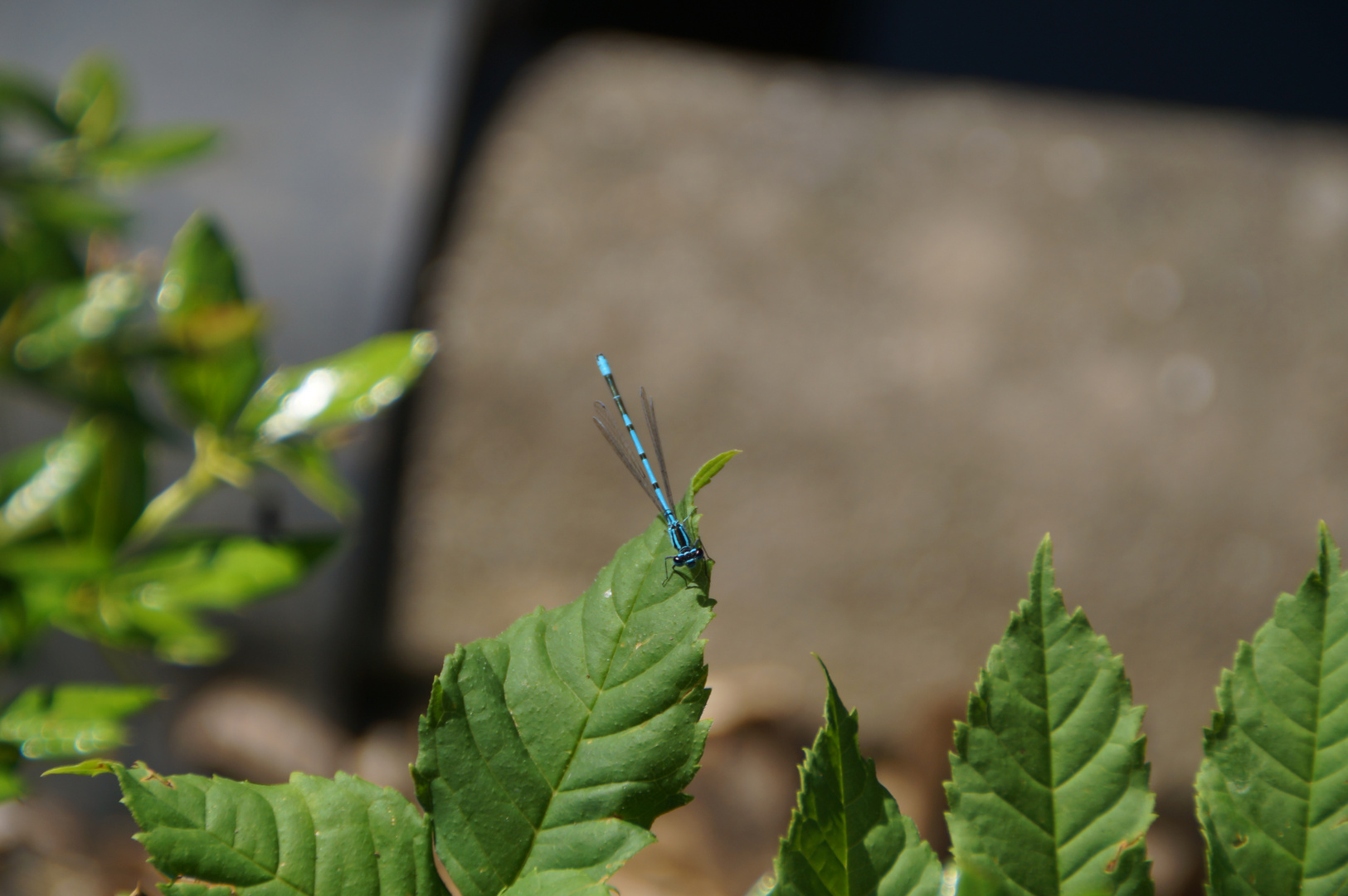 Die Hufeisen-Azurjungfer (Coenagrion puella)