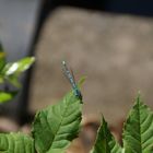 Die Hufeisen-Azurjungfer (Coenagrion puella)